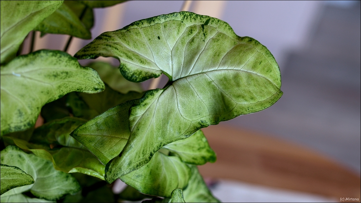 Fünf Fakten Zimmerpflanzen grüner Daumen