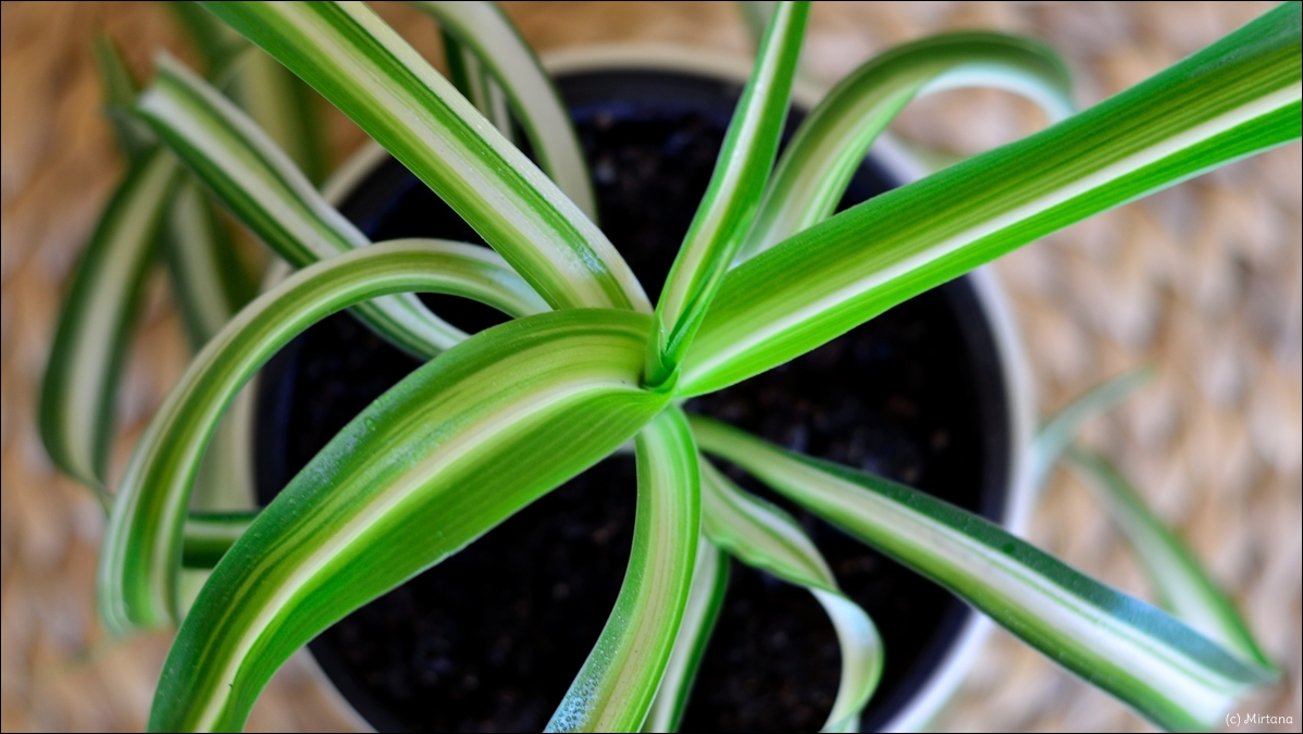 Fünf Fakten Zimmerpflanzen grüner Daumen