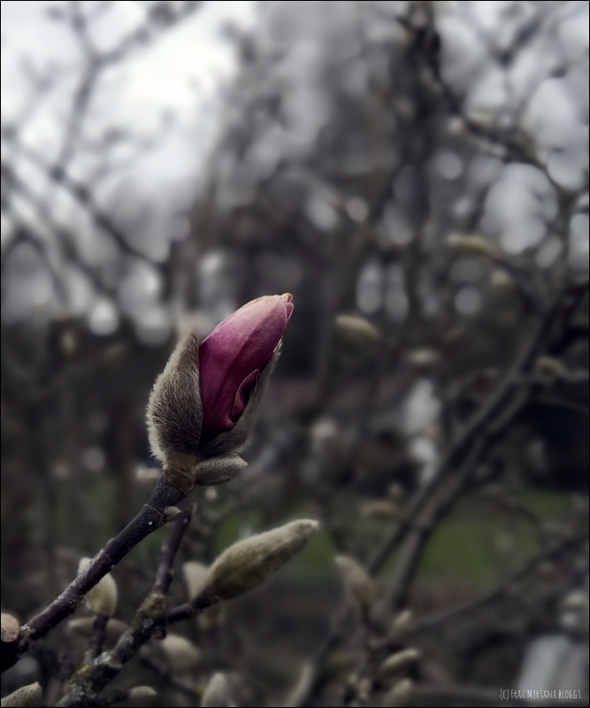 Magnolienblüte am Montag 22.03.2021