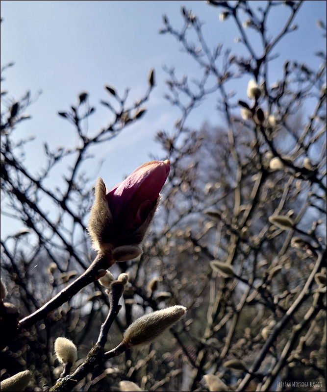 Mittwoch 24.03.2021 Magnolienblüte