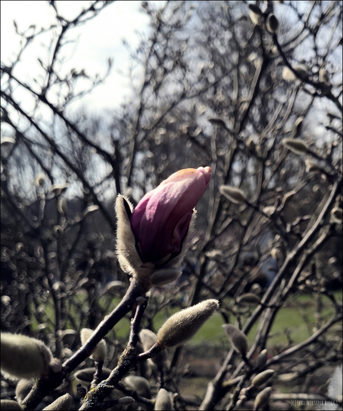 Donnerstag 25.03.2021 Magnolienblüte