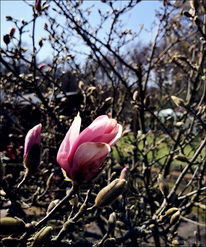 Dienstag 30.03.2021 Magnolienblüte