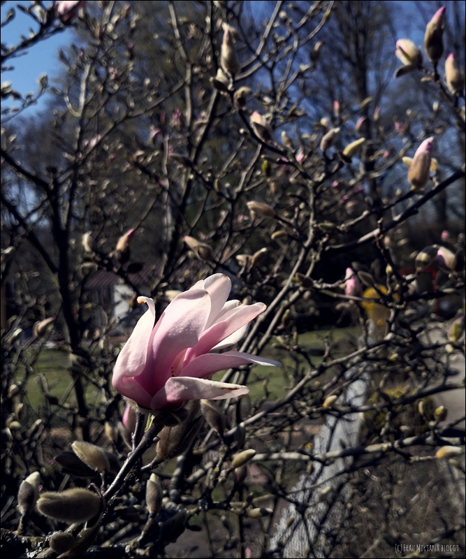 Mittwoch 31.03.2021 Magnolienblüte