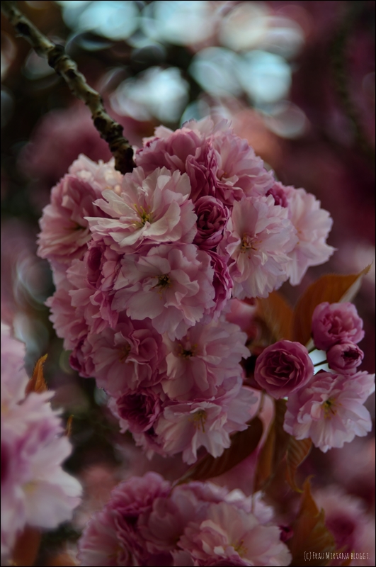 Kirschblüten aufgenommen mit Helios 44