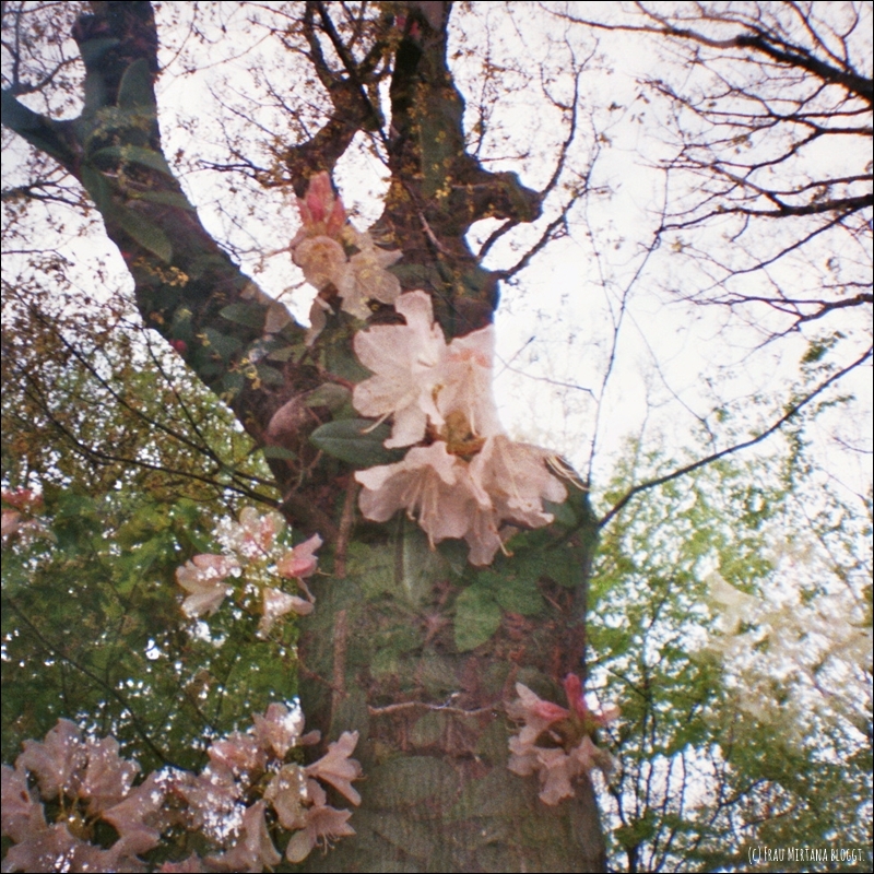 Kreativität - Doppelbelichtung Baumstamm mit Blüten