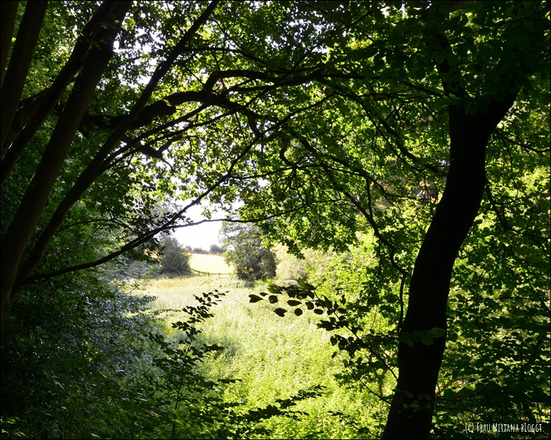 Blick durch Bäume auf Waldlichtung im Juli, Sommersonne, Gegenlicht