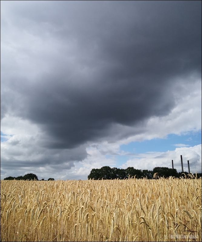 Dunkle Wolken über Weizenfeld - Bebilderung für Beitragsserie "Monatsliebe August"