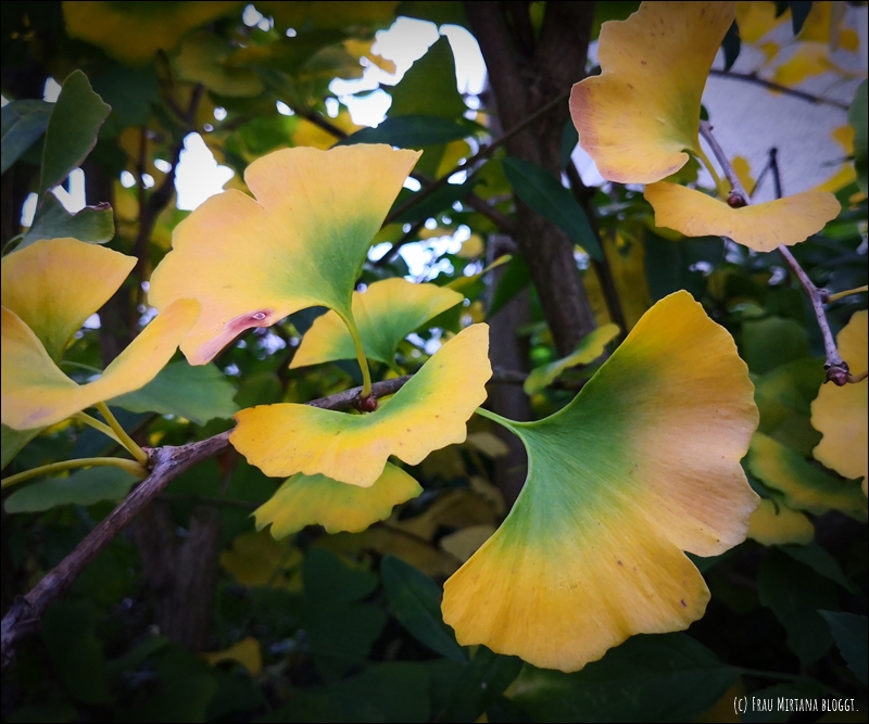 Gelb angefärbte Gingkoblätter an Ästen - Oktober Herbstliebe bunte Blätter