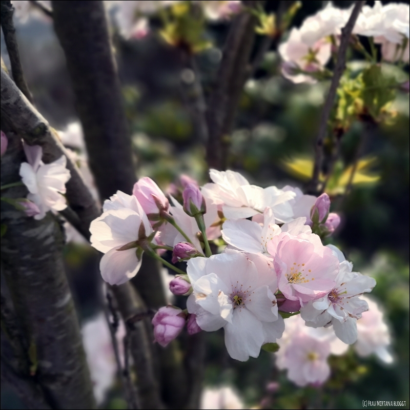 Monatsliebe April: Blütendolde Zierobstbaum