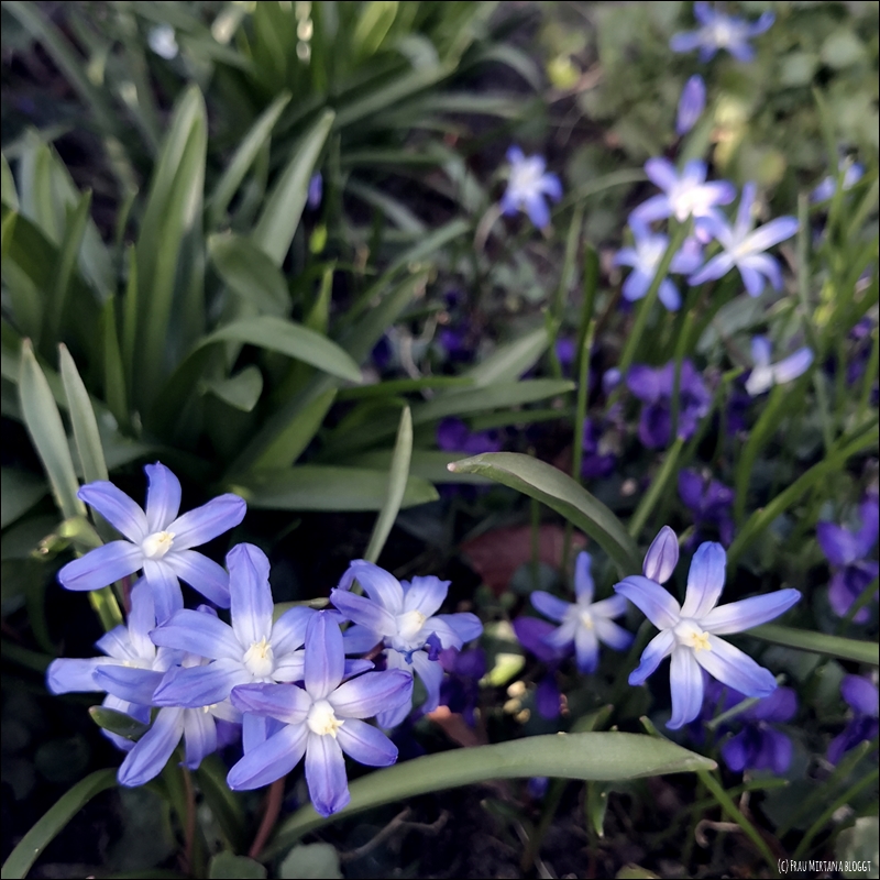 Monatsliebe April: kleine hellblaue Blüten mit sechs langen Blättern inmitten von Gras