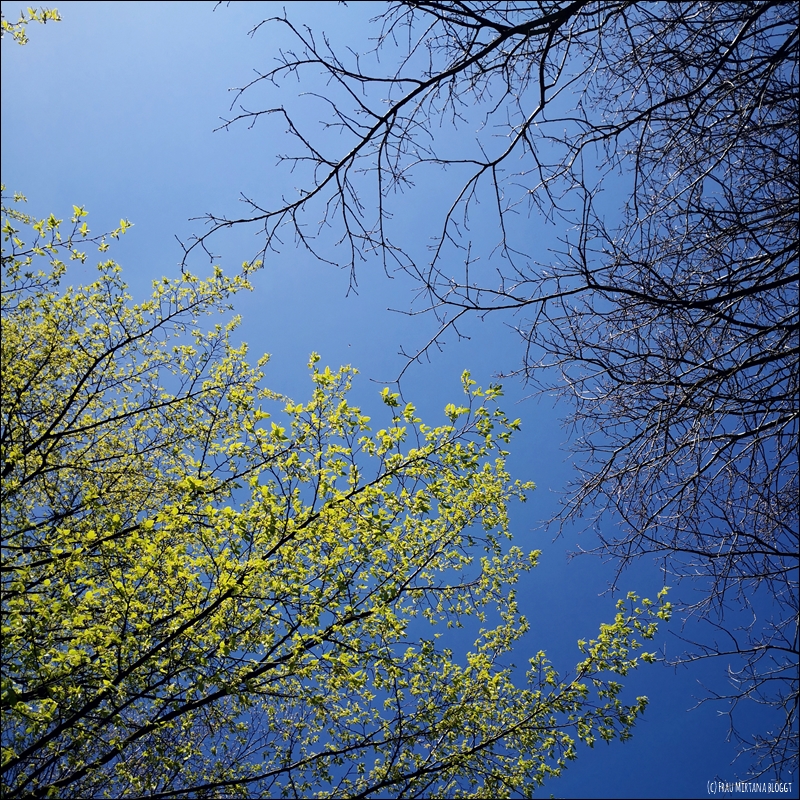 Monatsliebe April: Zwei Baumkronen, unten links belaubt, oben rechts unbelaubt.