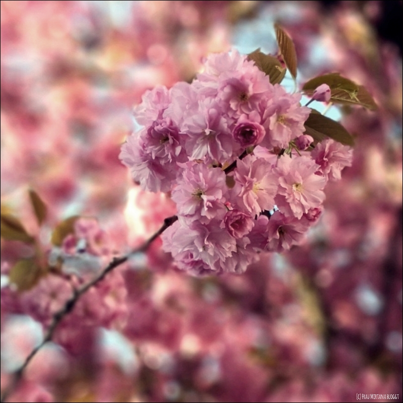Monatsliebe April: Kirschblütendolde