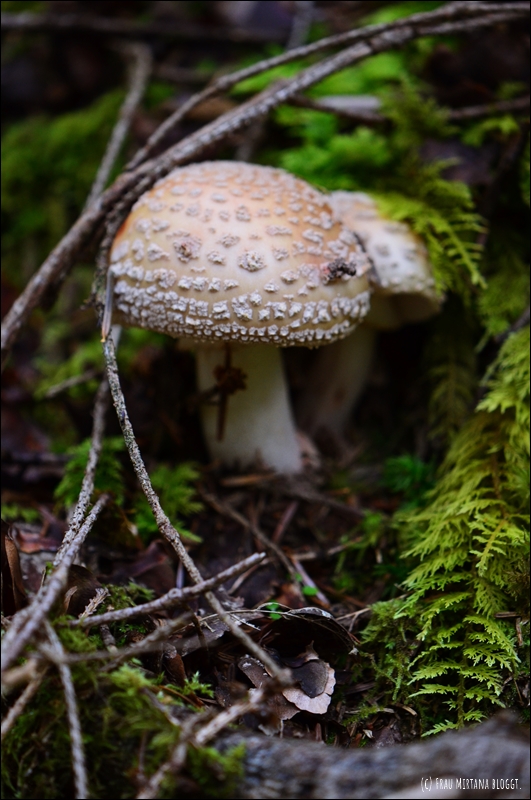 Bild für Monatsliebe Oktober - zwei Pilze, im Hintergrund Farn und kleine Äste.