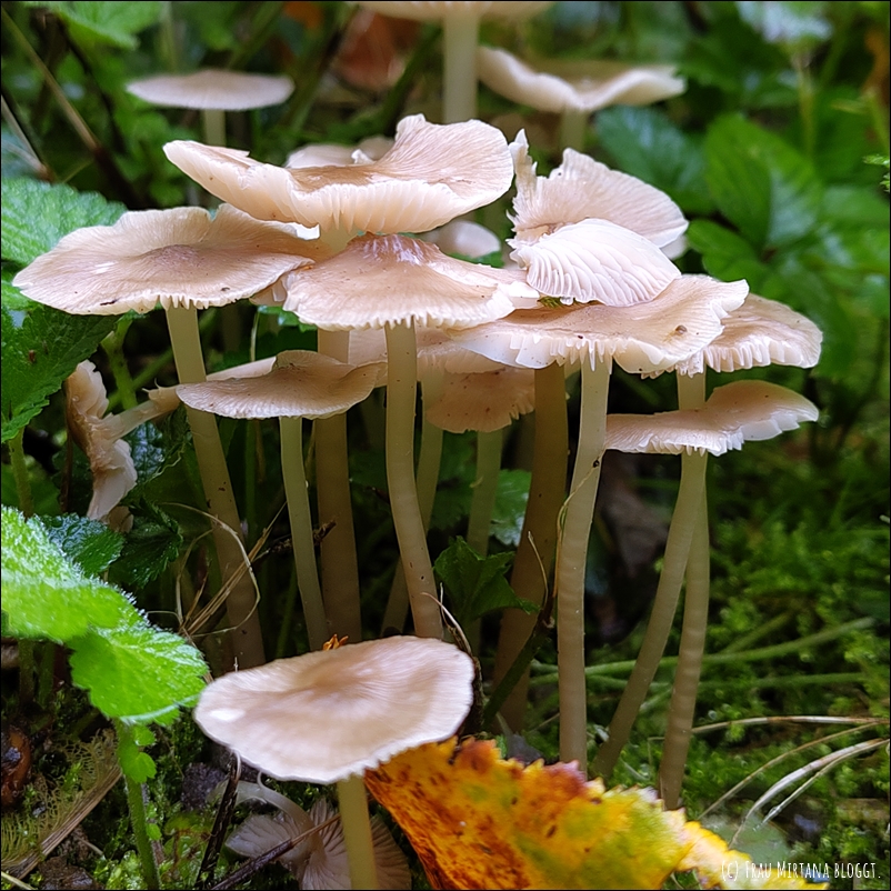 Aufnahme von regennassen Pilzen auf Baumstumpf