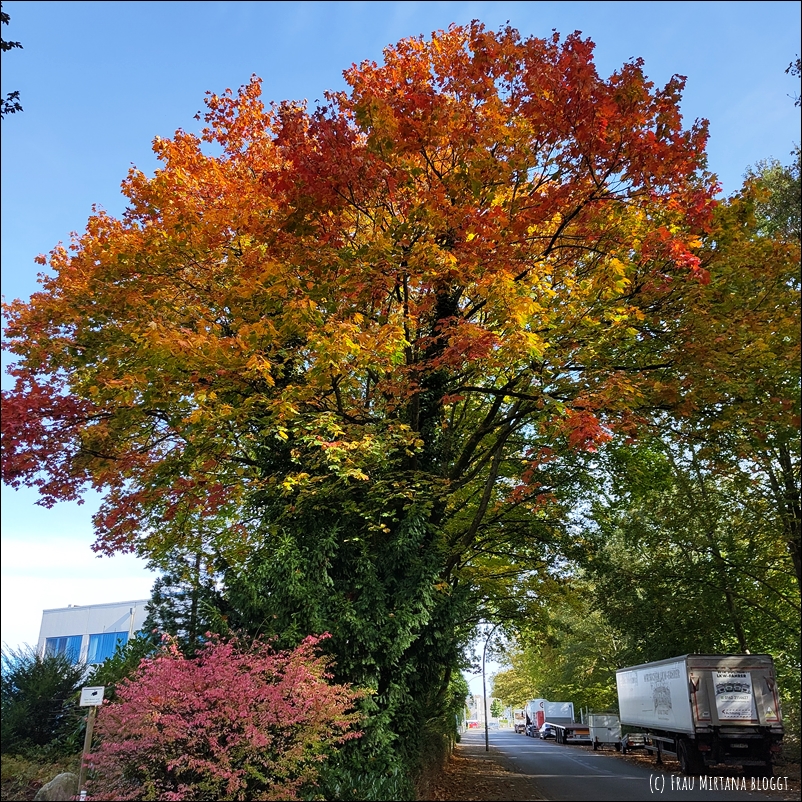 Ahornbaum in herbstlicher Färbung an der Straße