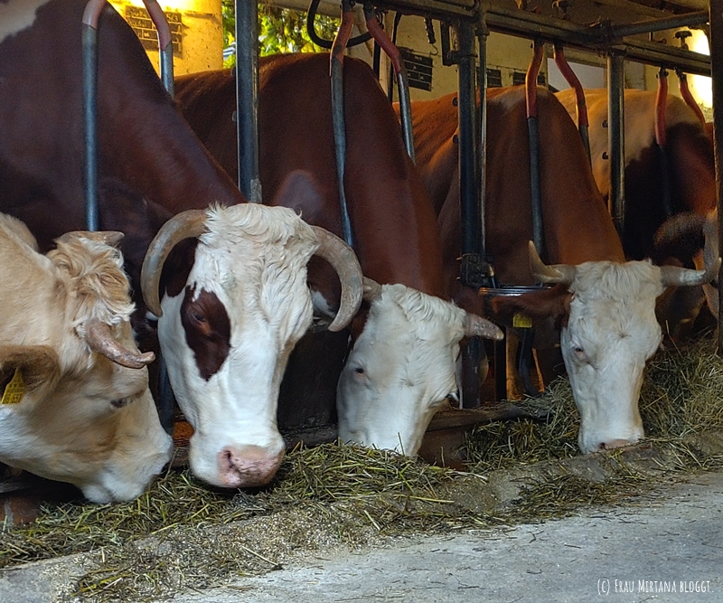 Vier Kühe im Stall, die aus der Futterinne fressen, braunweiß gefleckt mit Hörnern
