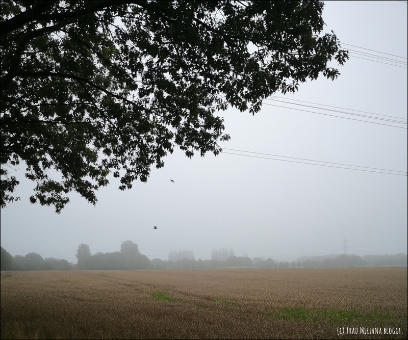 Blick auf nebelverhangenes Feld, oben links die Äste eines Baumes, die ins Bild ragen - für Monatsliebe November, kein Bezug zum Text