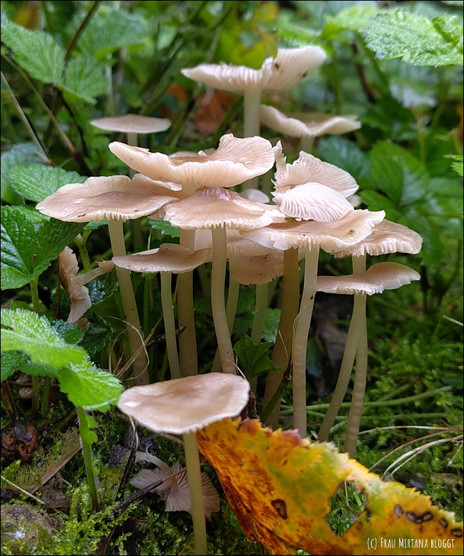 Pilze, mehrere, schmaler Stil und flache Kappe, Nahaufname mit einem kleinen, bunten Herbstblatt für Monatsliebe November, kein Bezug zum Text