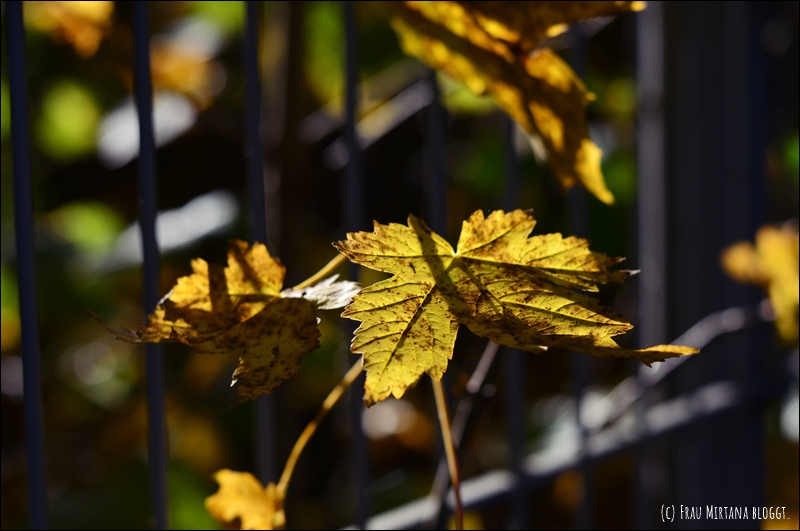 251107 Journalblog 001