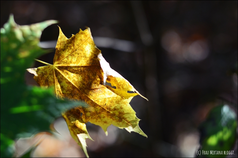 251107 Journalblog 002