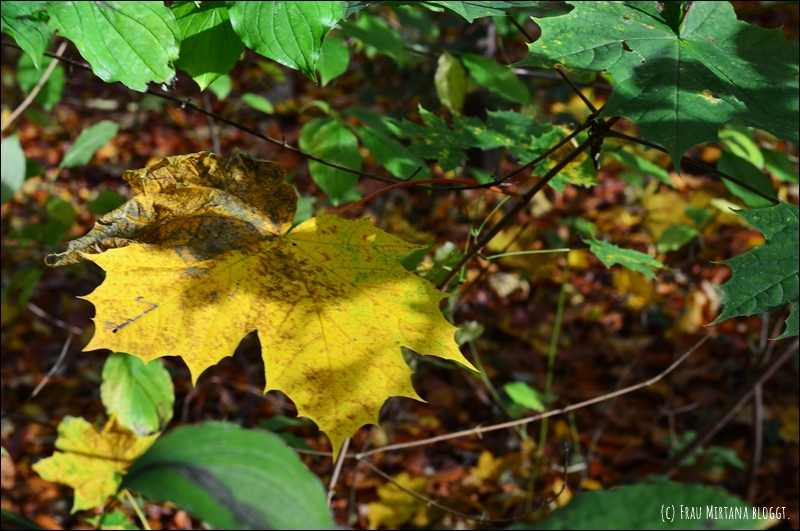 251107 Journalblog 008