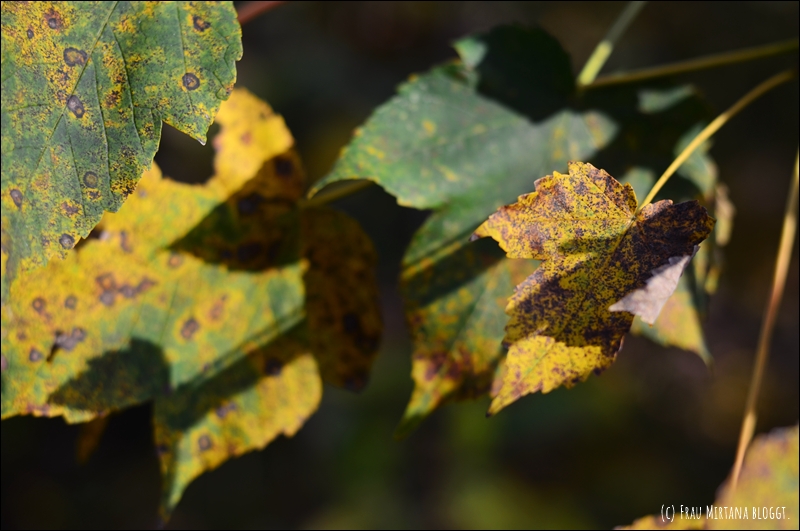 251107 Journalblog 009