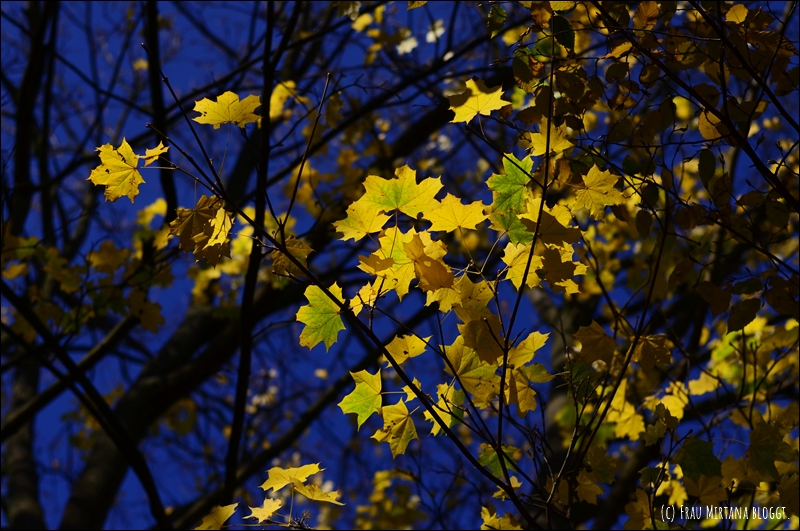 251107 Journalblog 011