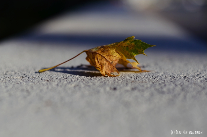 Einzelnes Herbstblatt auf grauem Beton, Licht von der Seite