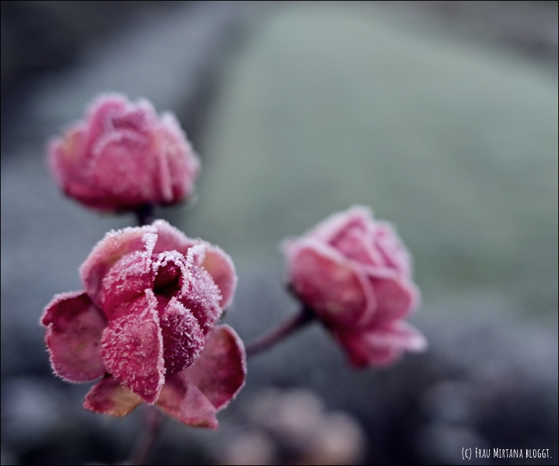 251123 Schweigen 016