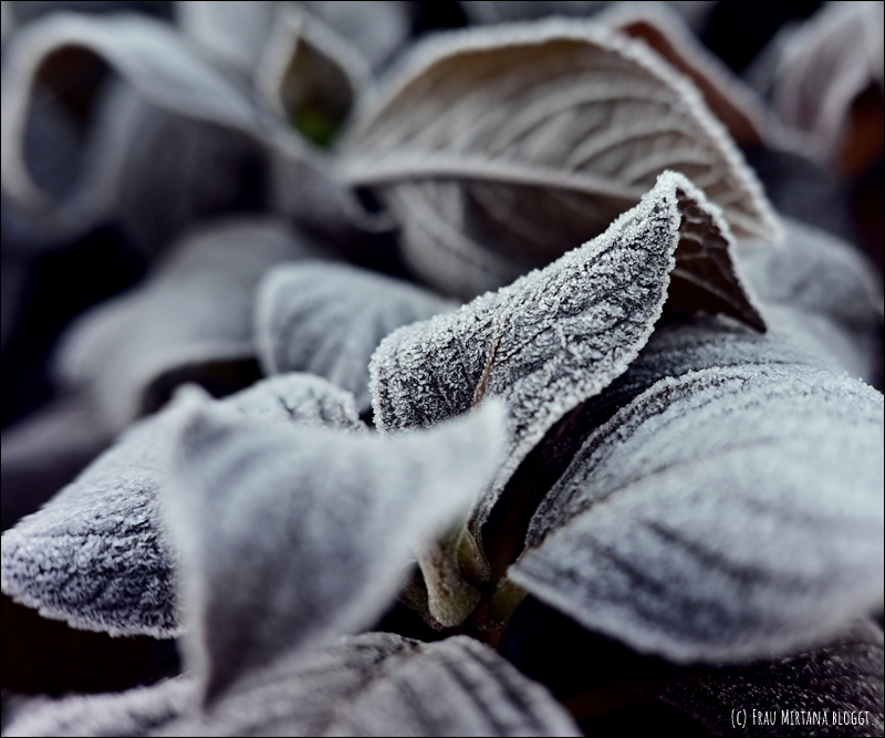 251123 Schweigen 017