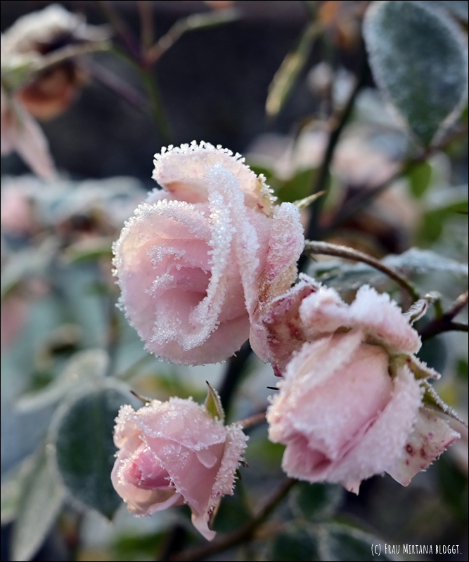 251123 Schweigen 025