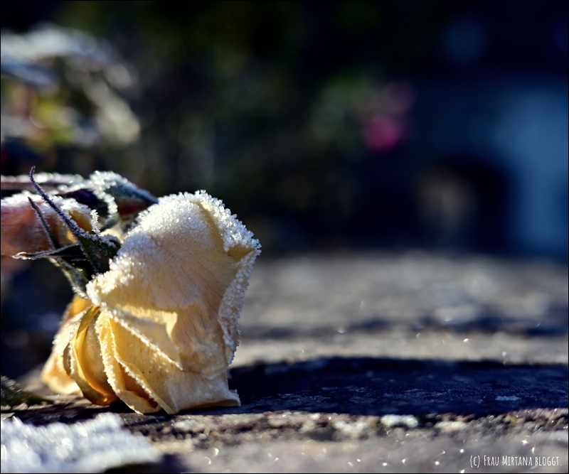 251123 Schweigen 026